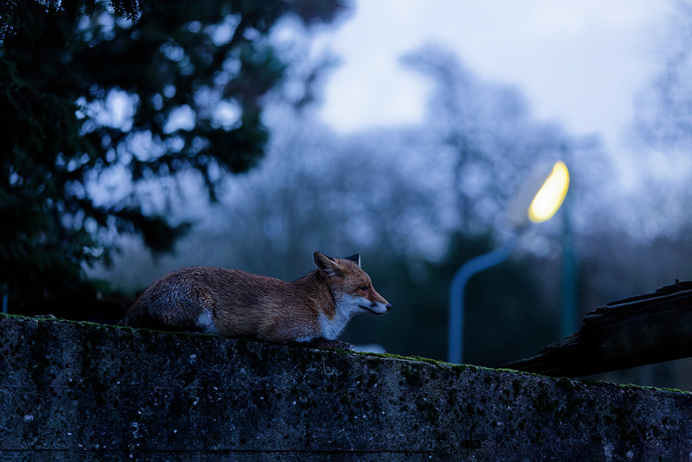 Renard dans la ville